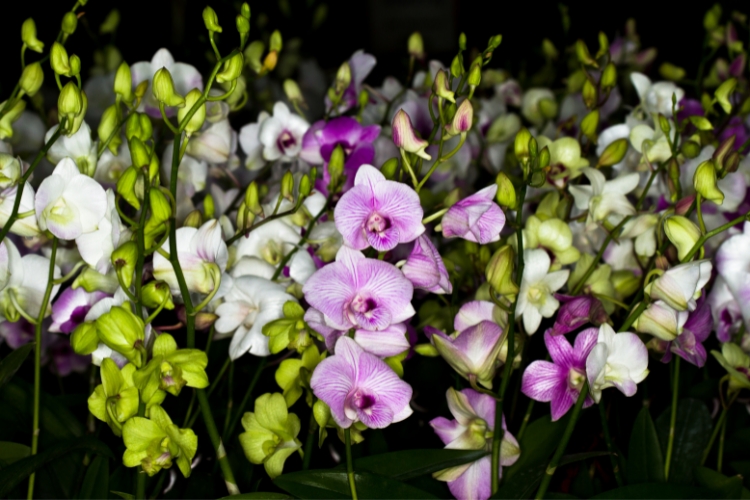 nomes de flores orquídea