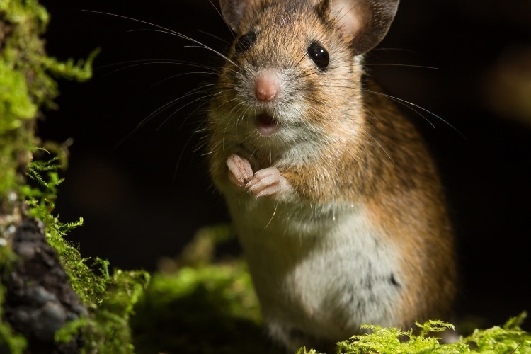 Explore métodos eficazes para expulsar um rato do esconderijo, incluindo prevenção, limpeza e ajuda profissional.