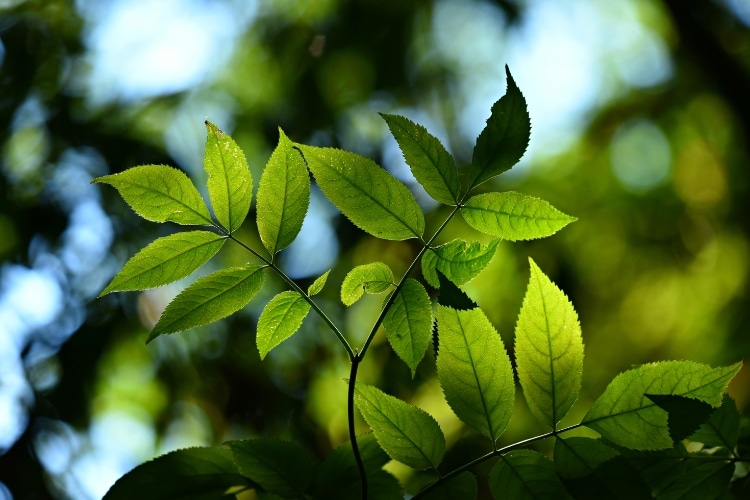 Explore a classificação, funções, importância e adaptações das folhas. Descubra como esses apêndices verdes sustentam a vida.