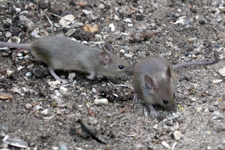 desratização ratos gigantes brasil