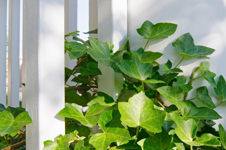 hera Descubra as top 5 plantas que absorvem umidade em casa. Soluções naturais que promovem um ambiente saudável e acolhedor.
