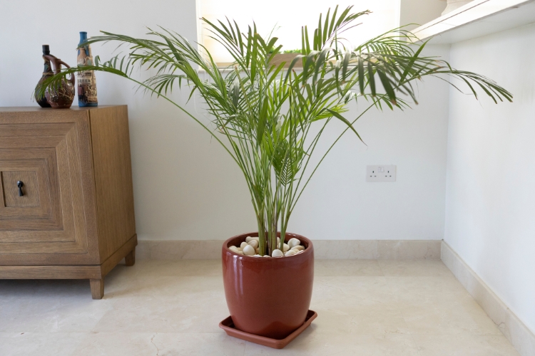 palmeira de bambu Descubra as top 5 plantas que absorvem umidade em casa. Soluções naturais que promovem um ambiente saudável e acolhedor.