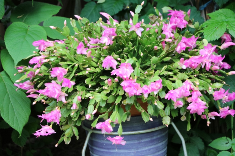 Descubra como cultivar a Flor-de-Maio (Schlumbergera truncata), uma planta da família dos cactos, ideal para vasos e floreiras.