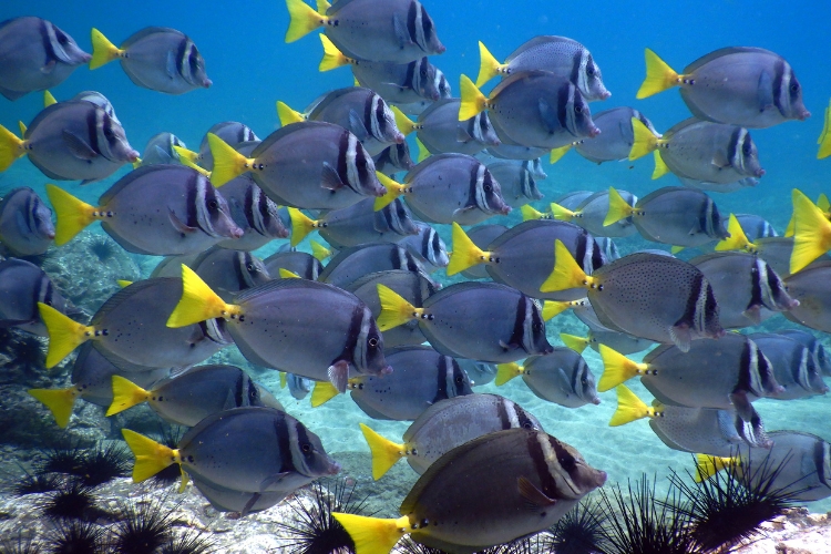 Descubra o termo coletivo para peixe e mergulhe na fascinante linguagem marinha que descreve os agrupamentos desses seres aquáticos.