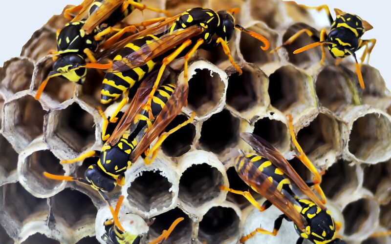 Aprenda como espantar marimbondos com soluções naturais e práticas para manter sua residência livre desses insetos.