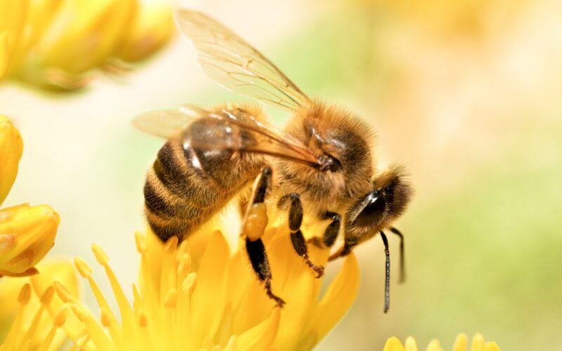 Descubra a importância das abelhas para ecossistemas, agricultura e nossa sobrevivência. Junte-se à causa de sua proteção e conservação.