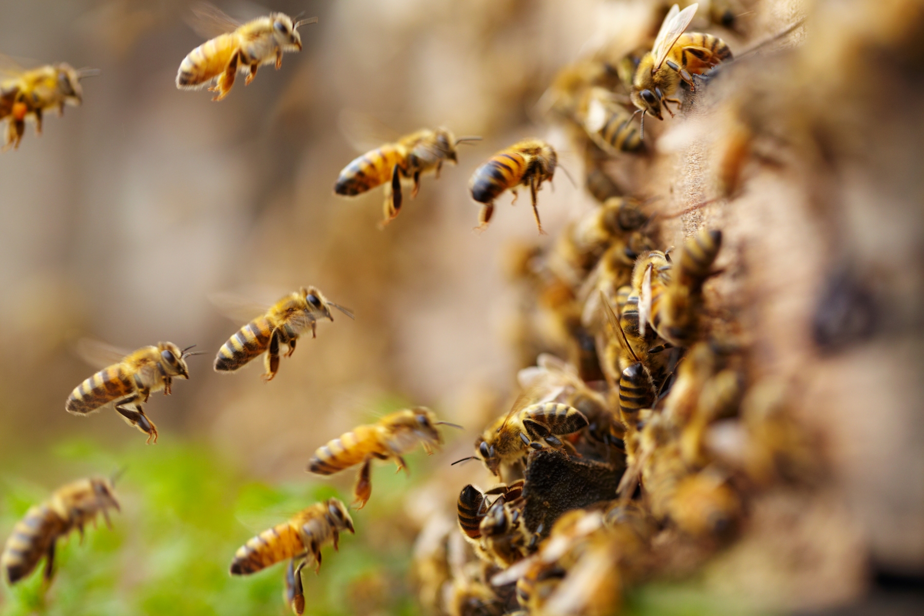 ameaças ambientais Descubra a importância das abelhas para ecossistemas, agricultura e nossa sobrevivência. Junte-se à causa de sua proteção e conservação.