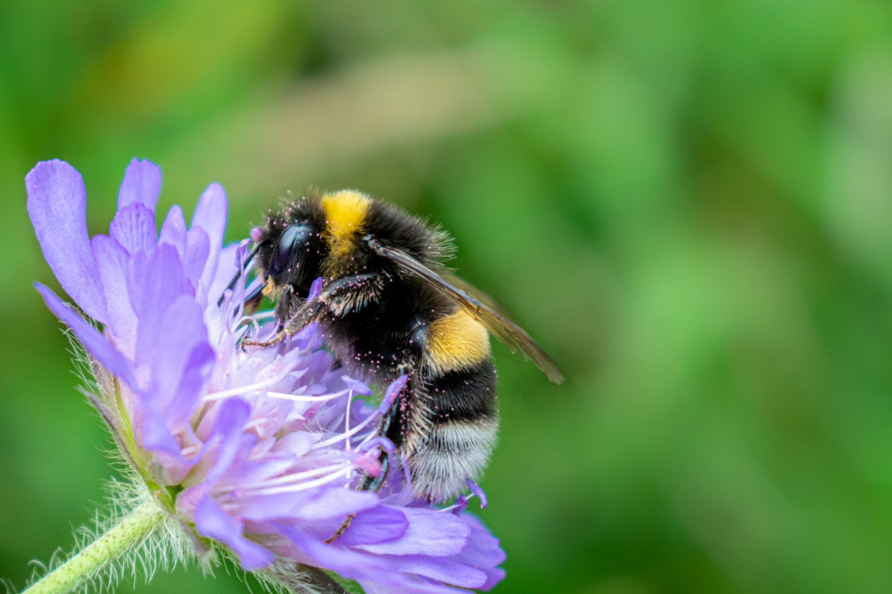 polinização Descubra a importância das abelhas para ecossistemas, agricultura e nossa sobrevivência. Junte-se à causa de sua proteção e conservação.