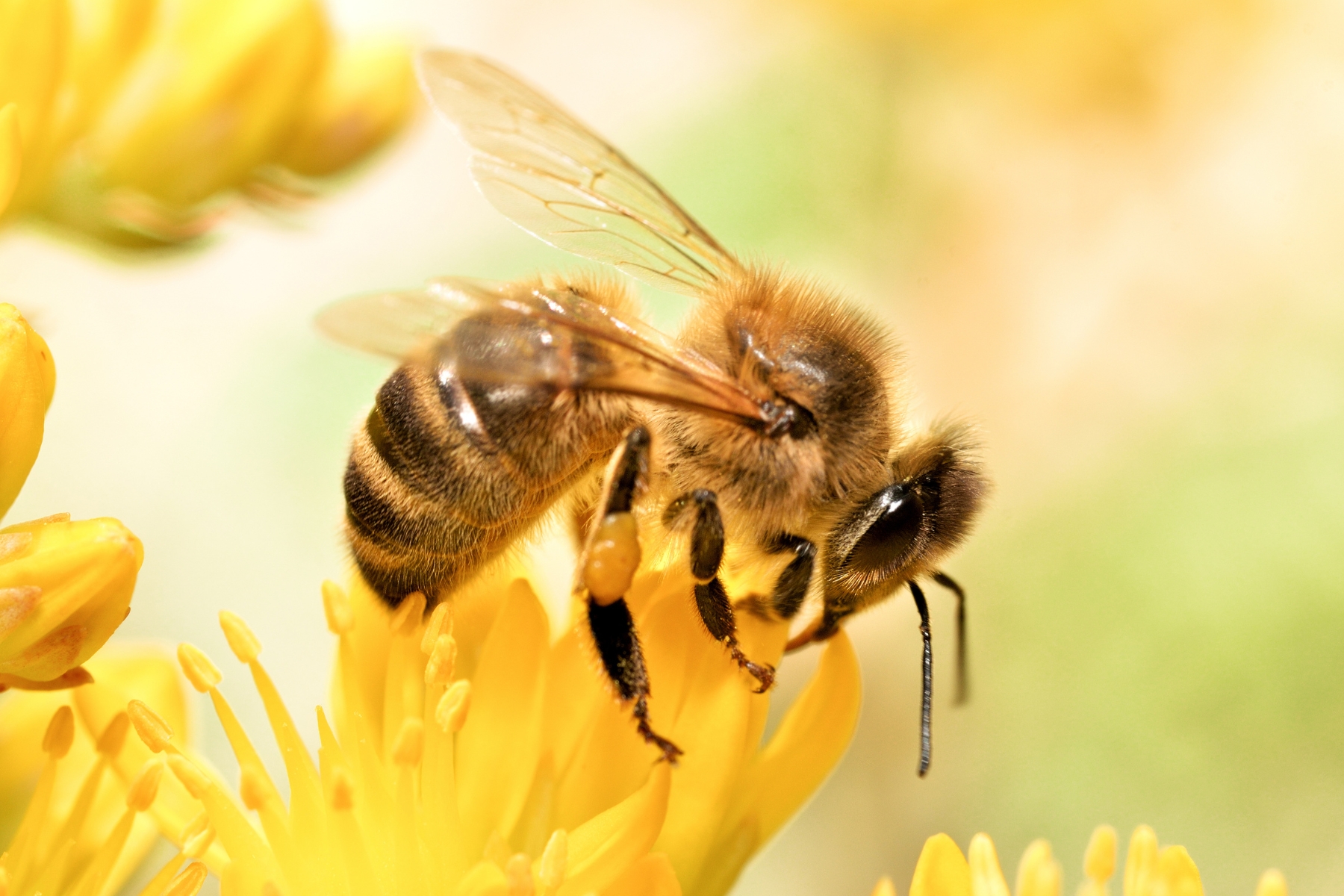 Descubra a importância das abelhas para ecossistemas, agricultura e nossa sobrevivência. Junte-se à causa de sua proteção e conservação.