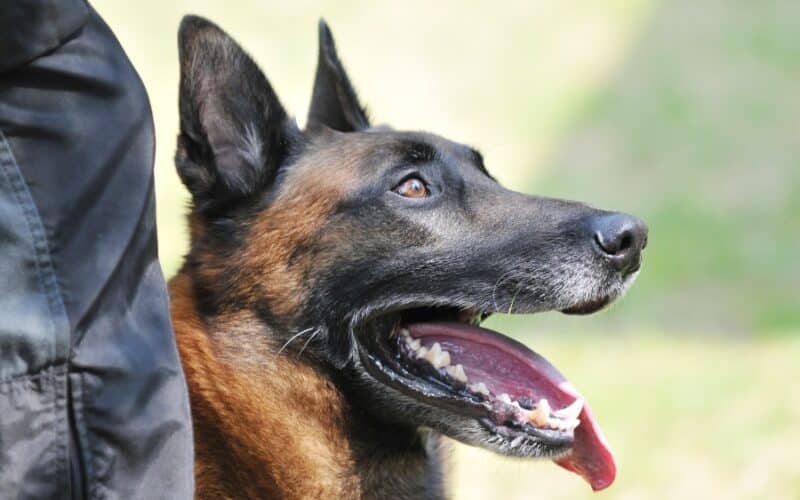Saiba porque Pastor Belga Malinois o melhor cão para operações policiais, destacando sua inteligência, resistência e versatilidade.