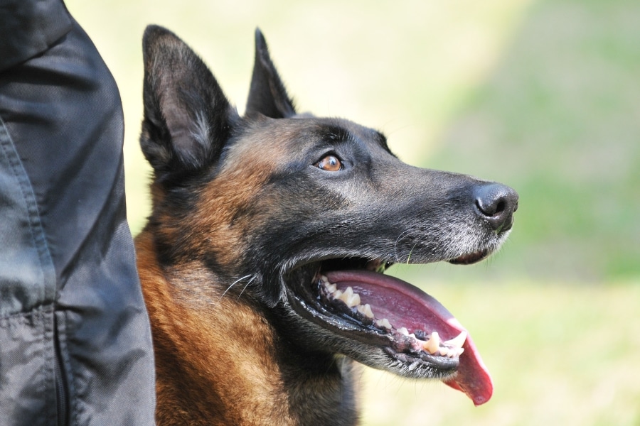Saiba porque Pastor Belga Malinois o melhor cão para operações policiais, destacando sua inteligência, resistência e versatilidade.