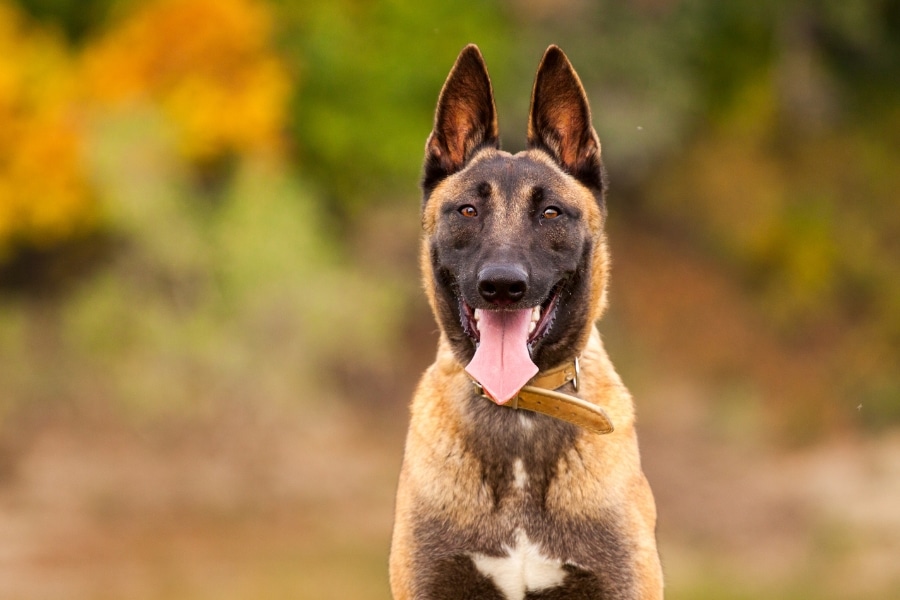 Saiba porque Pastor Belga Malinois o melhor cão para operações policiais, destacando sua inteligência, resistência e versatilidade.