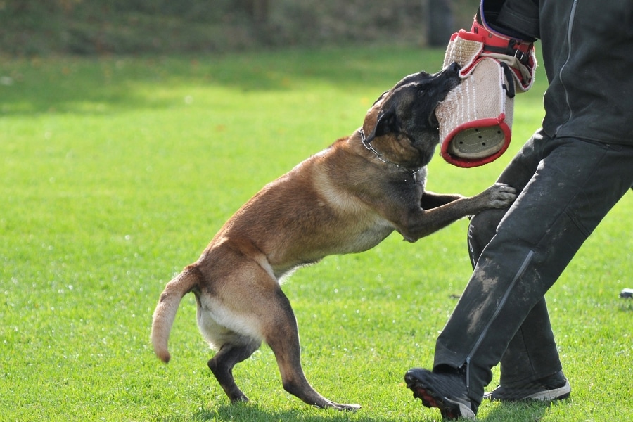 Saiba porque Pastor Belga Malinois o melhor cão para operações policiais, destacando sua inteligência, resistência e versatilidade.